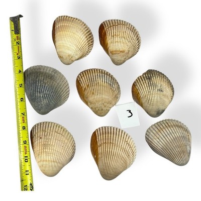 LOT of 8 Cockle Half-Shell Seashells Various Sizes
