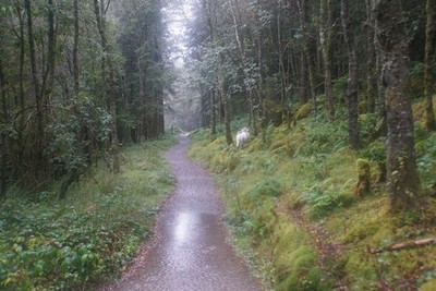 Photo 6x4 Wet woodland path Rhyd-Ddu/SH5652 Two sheep appear to have fou c2017
