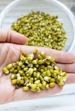 Organic Whole Green Gram Moong Mung Beans 500g Microgreens Sprouting Salad seeds