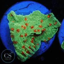 CS SEASONS GREETINGS MONTI - WYSIWYG LIVE CORAL