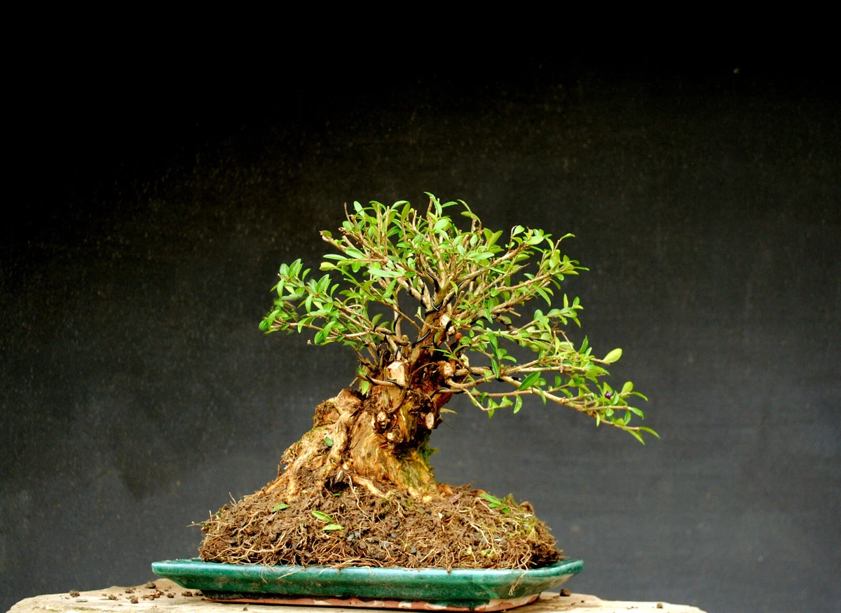Bonsai Kirsche online kaufen | eBay