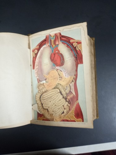 DR. HOOD'S PLAIN TALKS AND COMMON SENSE MEDICAL ADVISER 1902 HC G DURANT HOOD - Foto 7 di 8