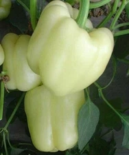 WHITE BELL PEPPER SEEDS 30+ Culinary COOKING Rare SWEET PEPPER FREE SHIPPING