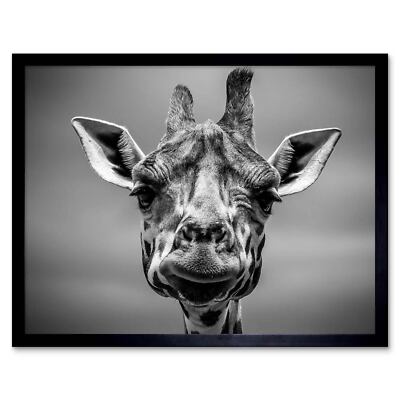 Furlan Giraffe Kopf Gesicht 12 x 16 Zoll gerahmter Kunstdruck