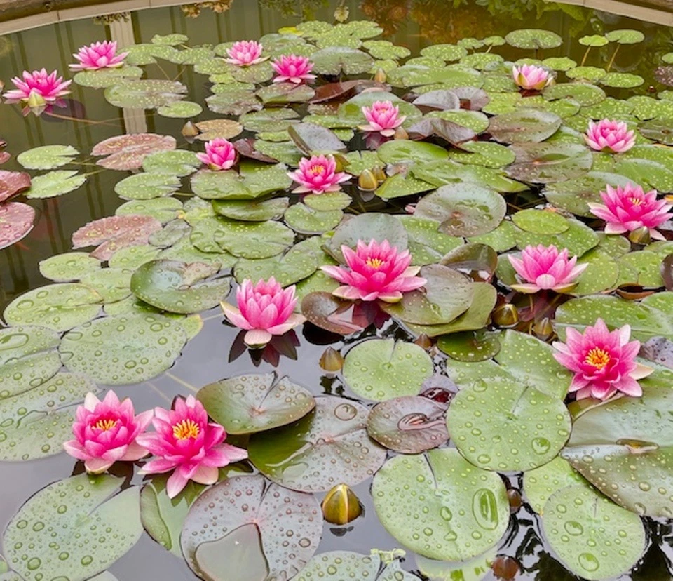 Water Lily - Nymphaea 'Pink Beauty' Live Plant - image 3 of 4