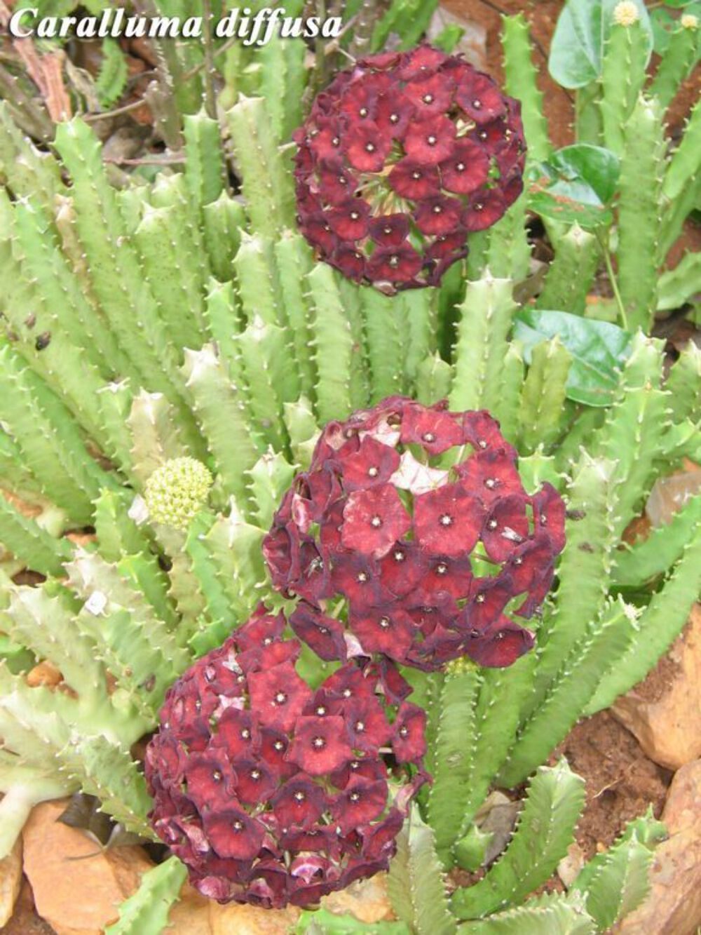 Caralluma Umbellata Cutting - Very Rare - 4-5 inches+ Easy, Healthy! USA Grown