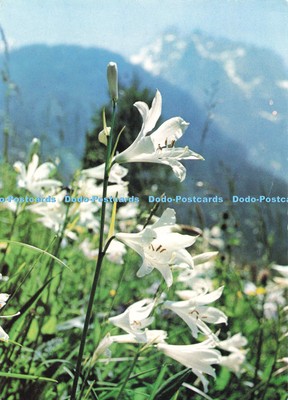 D254724 Paradieslilie Dr. Wendelberger Die blühenden Alpen Pinguin Dr. H. Reisigl