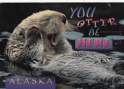 Postkarte Seeotter Alaska Du Otter Sei hier PU Kanada 2000 Meine Ref PM