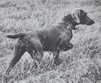 * Weimaraner on Point - CUSTOM MATTED - Dog Art ''Photo Print'' - 1964
