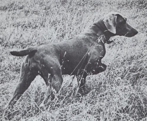 * Weimaraner on Point - CUSTOM MATTED - Dog Art "Photo Print" - 1964