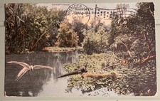 c1912 Home Of The Gator Forest Groves Bird Ocklawaha River Florida FL Postcard
