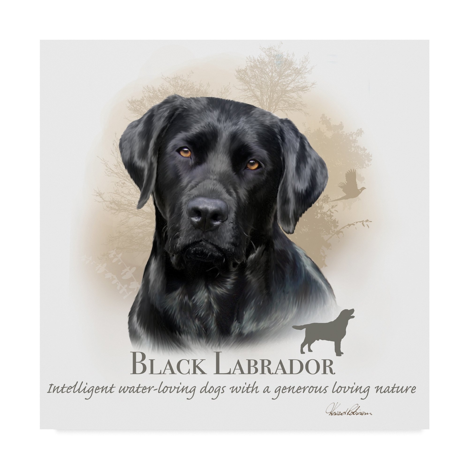 Black Labrador by Howard Robinson, 14x14-Inch