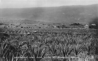 POSTKARTE JAMAIKA ST ELIZABETH SISAL FARM RP