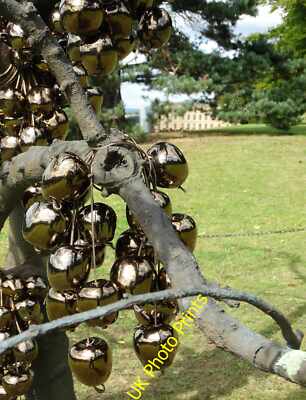 Foto 6x4 Baum mit goldenen Äpfeln in Chatsworth Edensor c2015