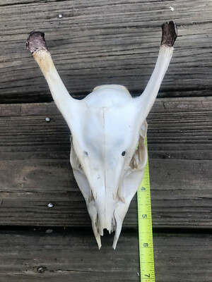 Rare,MUNTJAC DEER SKULL Taxidermy European mount,Awesome Science Tattoo  Art