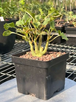 Rare live house Plant Dorsteniagypsophila WYSIWYG Own Root Boutique/