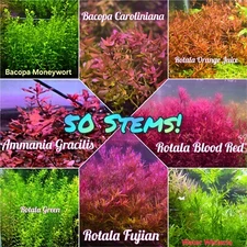 50 Stems Plant Pack Live Aquatic Freshwater Stem Plant fish tank Shrimp Aquarium