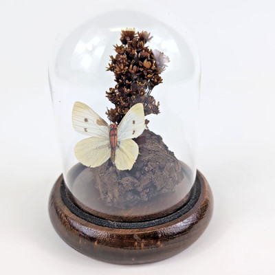 VTG Taxidermy Flower Butterfly 5'' Display Domed Glass Cloche Bell Jar Wood Base