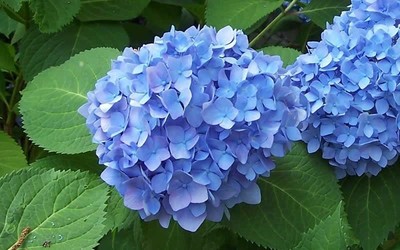 Bloom Struck Hydrangea Floral Plant - 1 Gallon