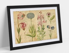VINTAGE BOTANICAL FLOWER ILLUSTRATIONS DECOR FRAMED ART POSTER PIC PRINT 4 SIZES