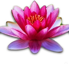 Nymphaea Attraction Red Hardy Water Lily Tuber Rhizome Live Aquatic Plants for P