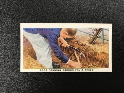 1938 Wills's Garden Hints #39 Root Pruning Cordon Fruit Trees Eire version