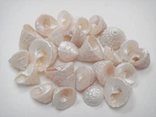 60 PCS SMALL WHITE PEARL TOP SEA SHELL BEACH DECOR CRAFT