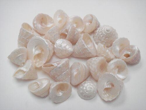 20 PCS SMALL WHITE PEARL TOP SEA SHELL BEACH DECOR CRAFT #7553 - Afbeelding 1 van 1