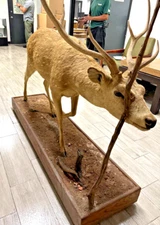 Stunning Deer life-size taxidermy mount posed stand
