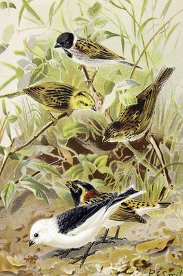 P.J. Smit ''Buntings'' Chromolithograph 1890s Natural History Art Print