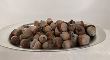 50 natural heat treated ACORNS With Caps for Rustic Crafts fillers decoration