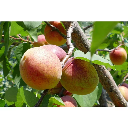 Dwarf Moorpark Apricot Tree - Largest and Sweetest Apricots (Bare-Root, 3 Ft. to - Picture 6 of 12