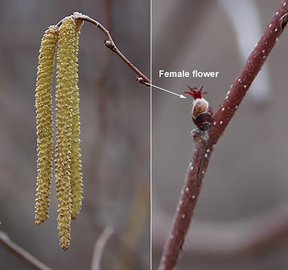American Hazelnut, (Filbert), Corylus americana, Tree Seeds | eBay