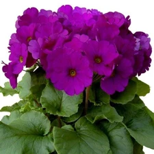 Primrose Seeds Primula Obconica Original Violet 50 Seeds