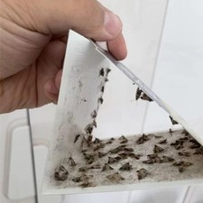 Adhesive Pantry Moth Traps With Pheromones Prime Clothes Closet Moth Catcher