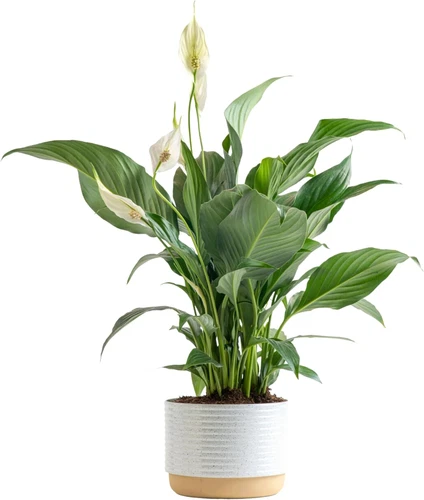 Costa Farms Peace Lily, Live Indoor Plant with Flowers, Easy to Grow Houseplant 