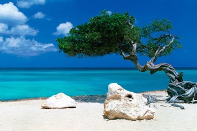 Tom Mackie Divi Divi Tree Maxi Poster - laminiert