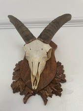 Beautiful Ram Horns Mounted Real Taxidermy interior design antlers
