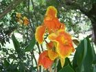 5 Orange / Yellow Canna Lily Bulbs