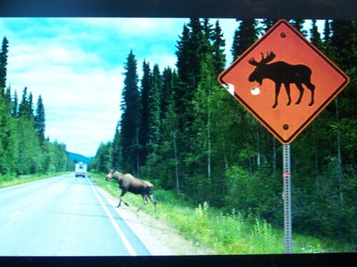 "New" Model Train Street signs Moose Crossing warning N scale Layouts Details - Picture 3 of 3