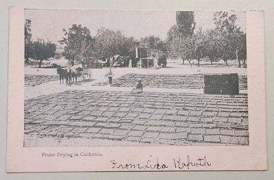 Prune Drying in California UDB Postcard