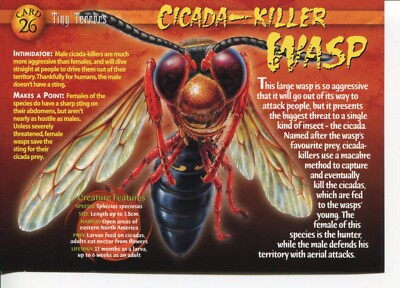 Weird N  Wild Creatures Tiny Terrors Card 26 # Cicada-Killer Wasp # LC5