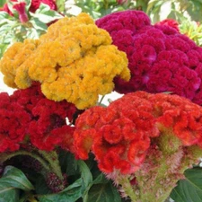 Cristata Mix Celosia Seeds | 100 - 2,000 Seeds | Non-GMO | Free Shipping | 1276