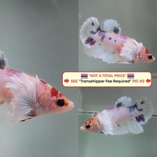 Live Betta Fish Thailand -- Blue Red Dumbo HM Female