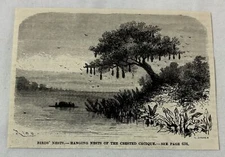 1883 magazine engraving ~ HANGING NESTS OF THE CRESTED CACIQUE