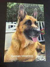 German Shepherd Postcard Of Beautiful Dog Breed. Great For Framing 6x4 Or Gift