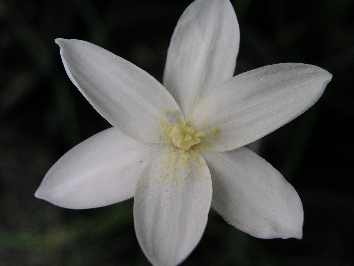 LILY s-l1200.jpg