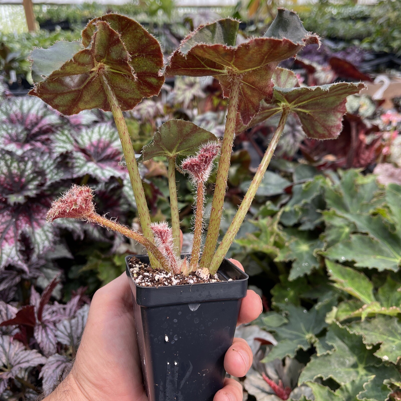 BEGONIA ‘FROSTY FAIRYLAND’! eBay