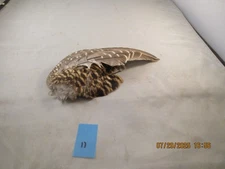 Single Grouse Wing for fly tying/crafts/costumes #11 good condition