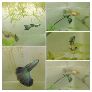 Six Unsexed Fry Young Green Moscow Guppies Baby Tropical Guppy Fish Fry Ebay